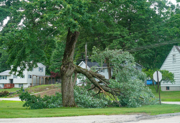 Best Tree Disease Treatment  in Contra Costa Centre, CA